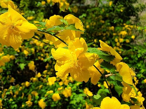 Kerria japonica
