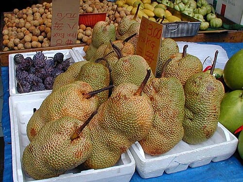 Artocarpus integer