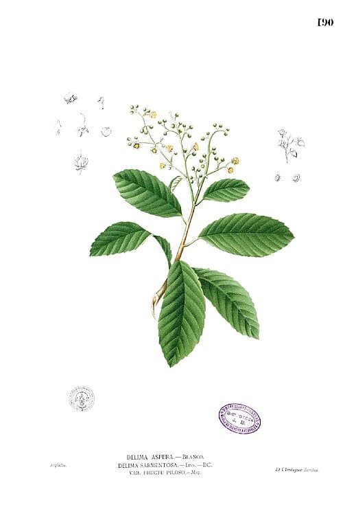 Tetracera scandens