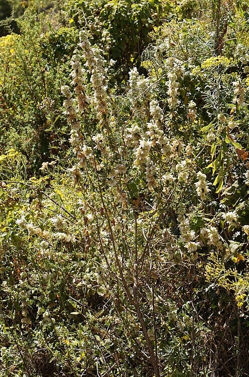 Otostegia, standing in for Otostegia integrifolia