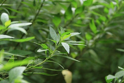 Rabdosia nervosa, standing in for Rabdosia sicca