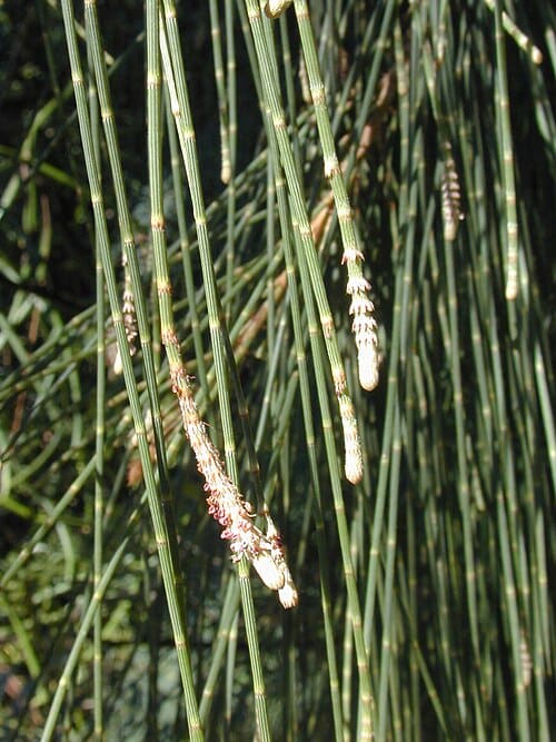 Casuarina equisetifolia