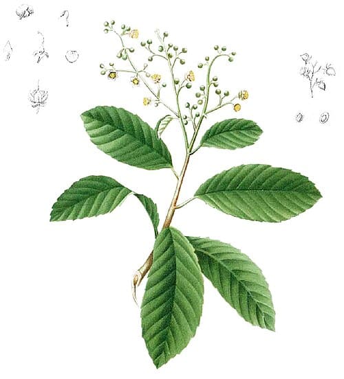 Tetracera, standing in for Tetracera asiatica