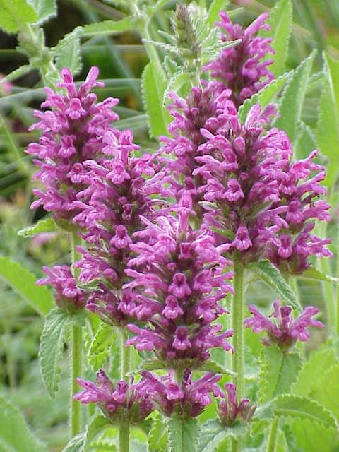 Stachys, standing in for Stachys oblongifolia var. oblongifolia