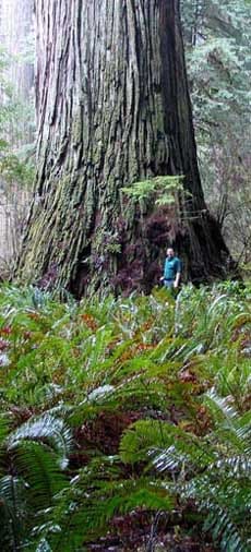 Sequoia