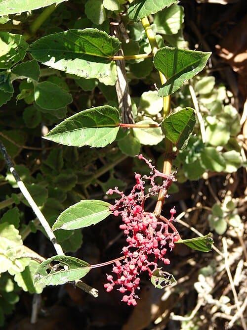 Cissus, standing in for Cissus hexangularis