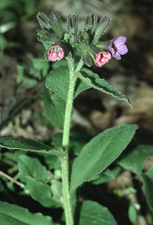 Pulmonaria obscura