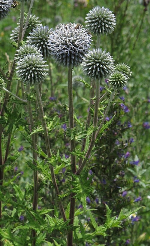 Echinops, standing in for Echinops grijisii