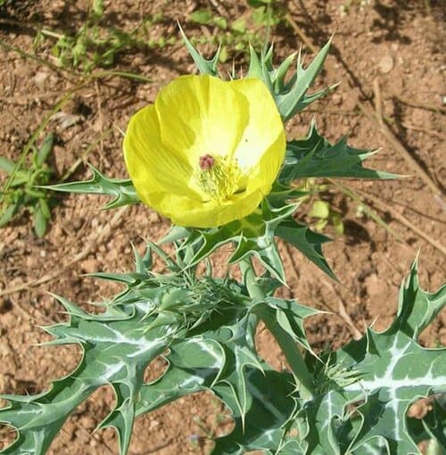 Argemone