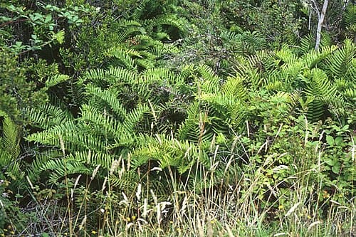 Blechnum