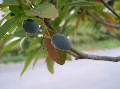 Elaeocarpus, standing in for Elaeocarpus mastersii
