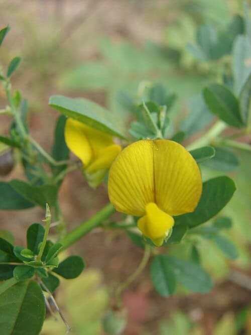 Crotalaria, standing in for Crotalaria obscura