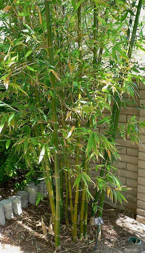 Bambusa, standing in for Bambusa afzelii