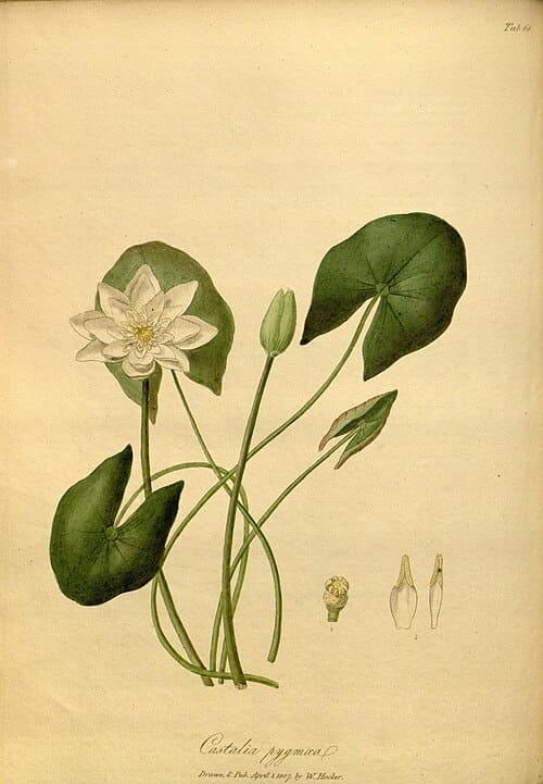 Nymphaea tetragona