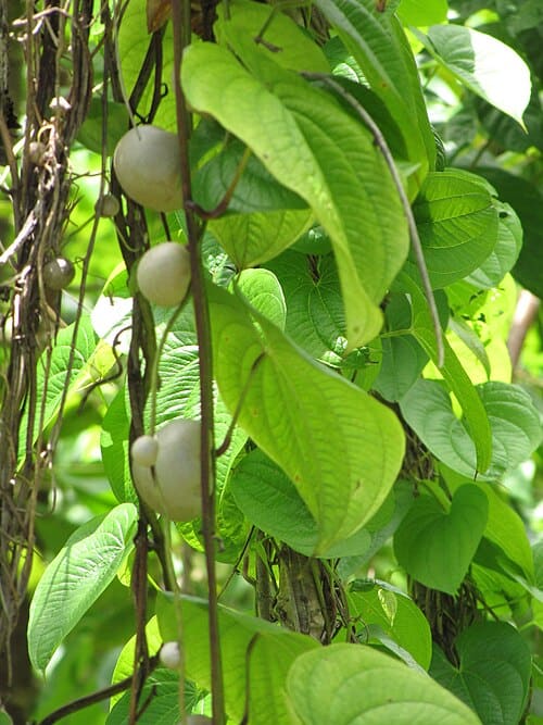 Dioscorea bulbifera
