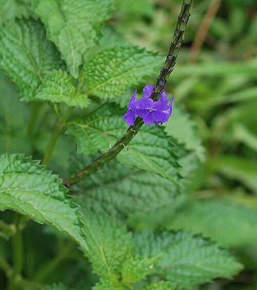 Stachytarpheta jamaicensis