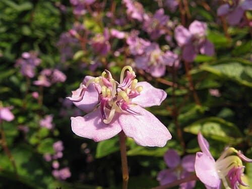 Bredia, standing in for Bredia tuberculata