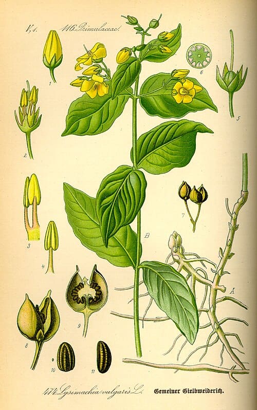 Lysimachia, standing in for Lysimachia maqian