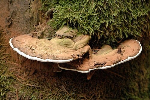 Ganoderma, standing in for Ganoderma sinense