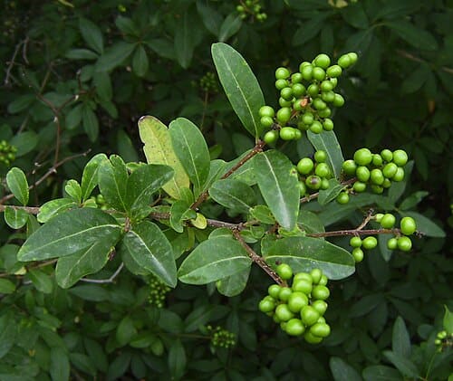 Ligustrum vulgare