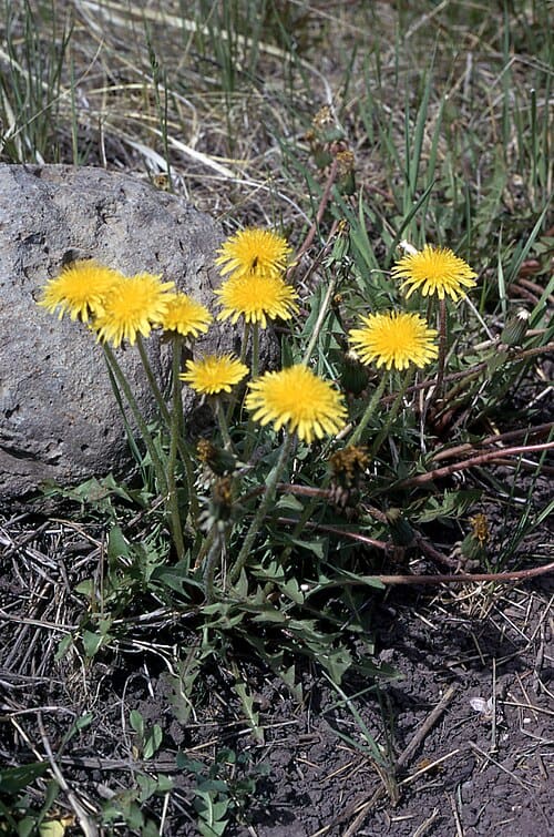 Taraxacum, standing in for Taraxacum mongolicum