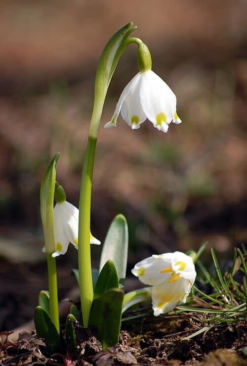 Leucojum vernum
