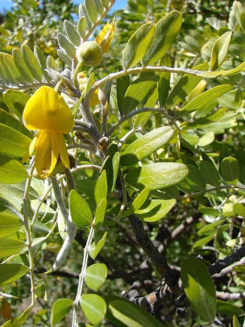 Sophora, standing in for Sophora viciifolia