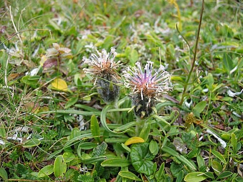 Saussurea, standing in for Saussurea parviflora