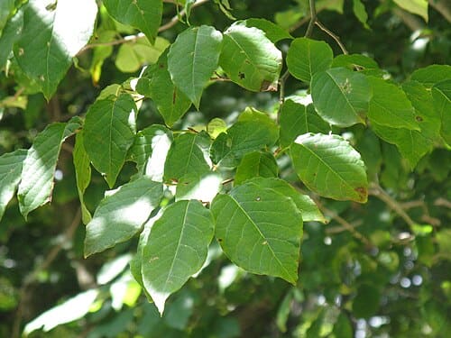 Sapium, standing in for Sapium sebiferum