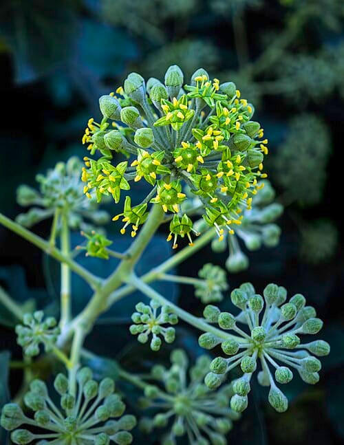 Araliaceae