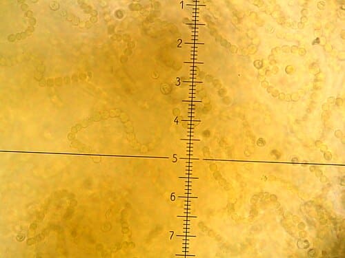 Nostoc flagelliforme