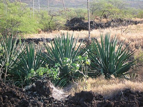 Agave sisalana