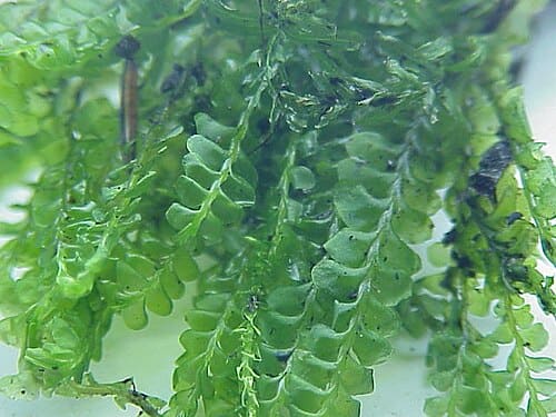 Plagiochila