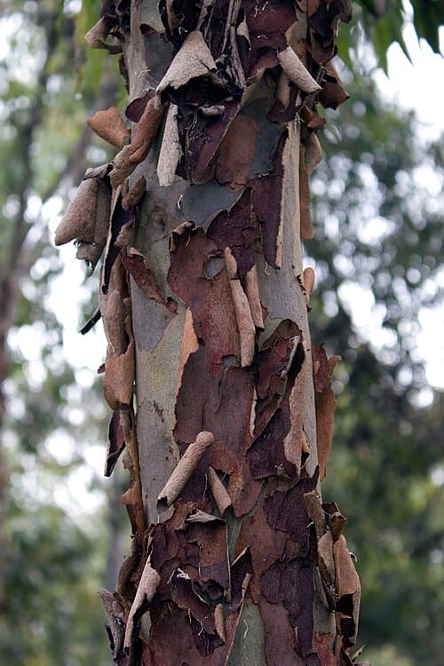 Eucalyptus maculata