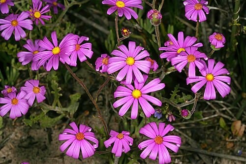 Senecio arenarius