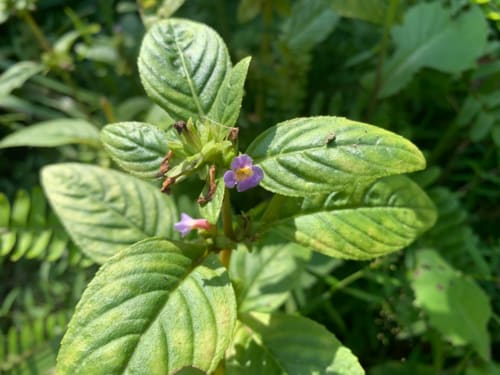 Limnophila rugosa