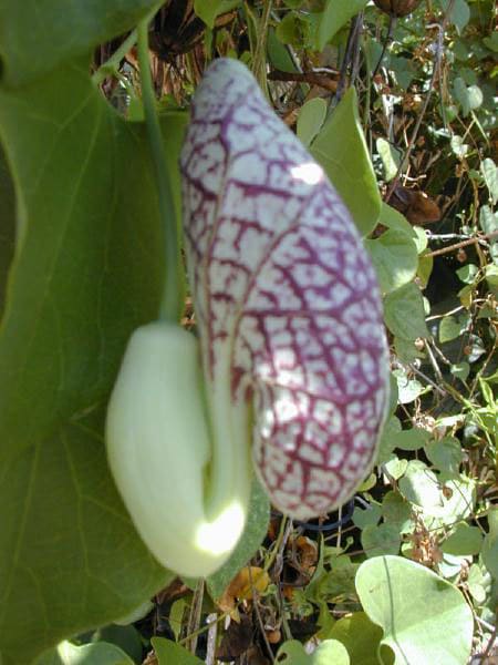 Aristolochia debilis