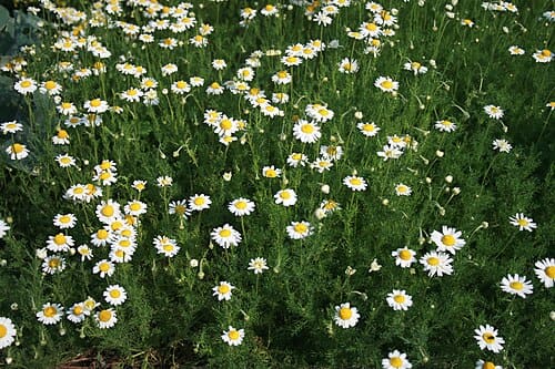 Anthemis nobilis