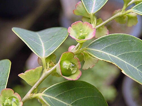 Breynia fruticosa