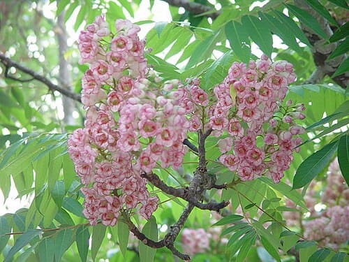 Bretschneidera sinensis