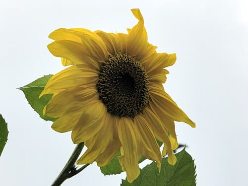 Helianthus, standing in for Helianthus pumilus