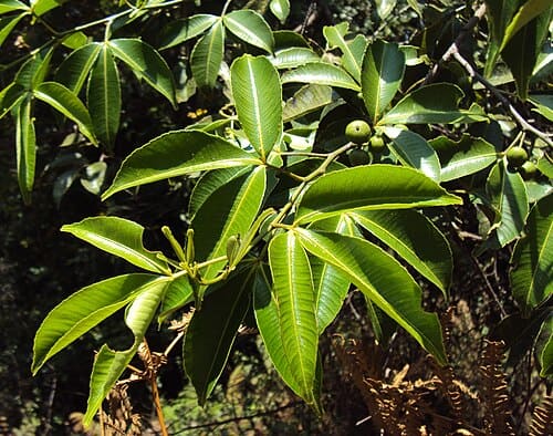 Toddalia asiatica