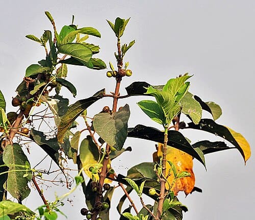 Croton laevigatus