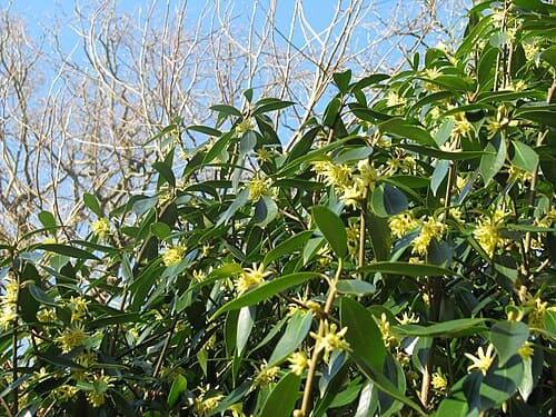 Illicium simonsii