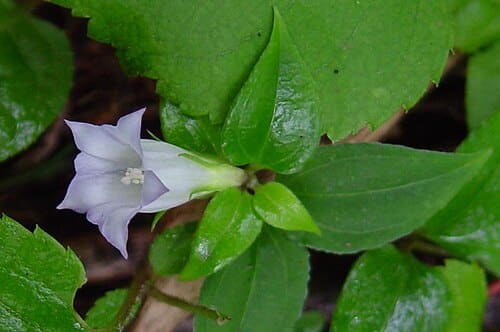 Tripterospermum japonicum
