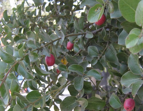 Cryptocarya, standing in for Cryptocarya australis