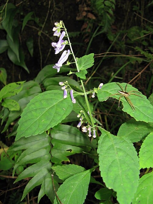 Isodon, standing in for Isodon glutinosus