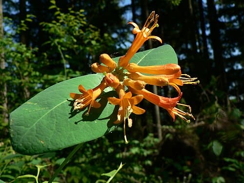 Lonicera, standing in for Lonicera umbellata