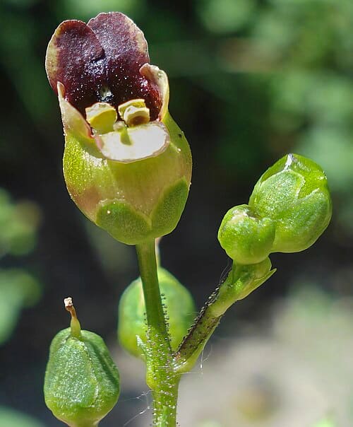 Scrophulariaceae