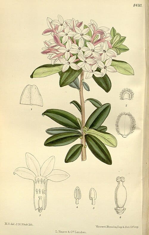 Daphne retusa